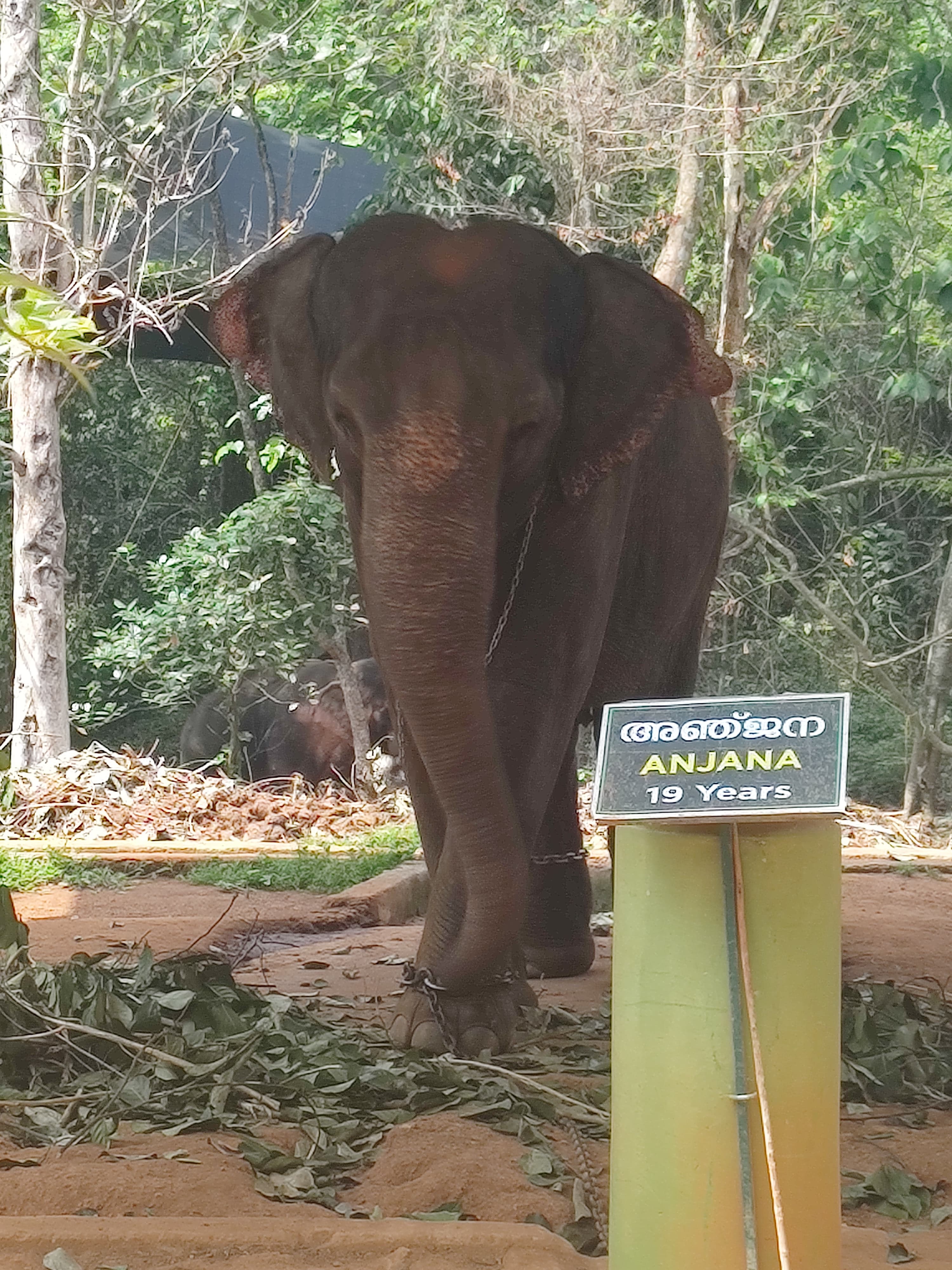 Kodanad Elephant Training Center