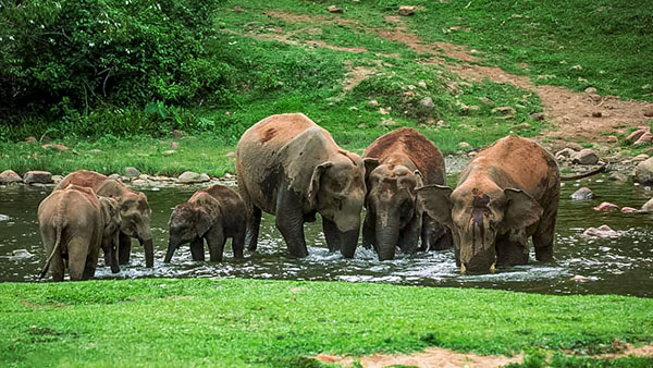 Elephants at Anakulam